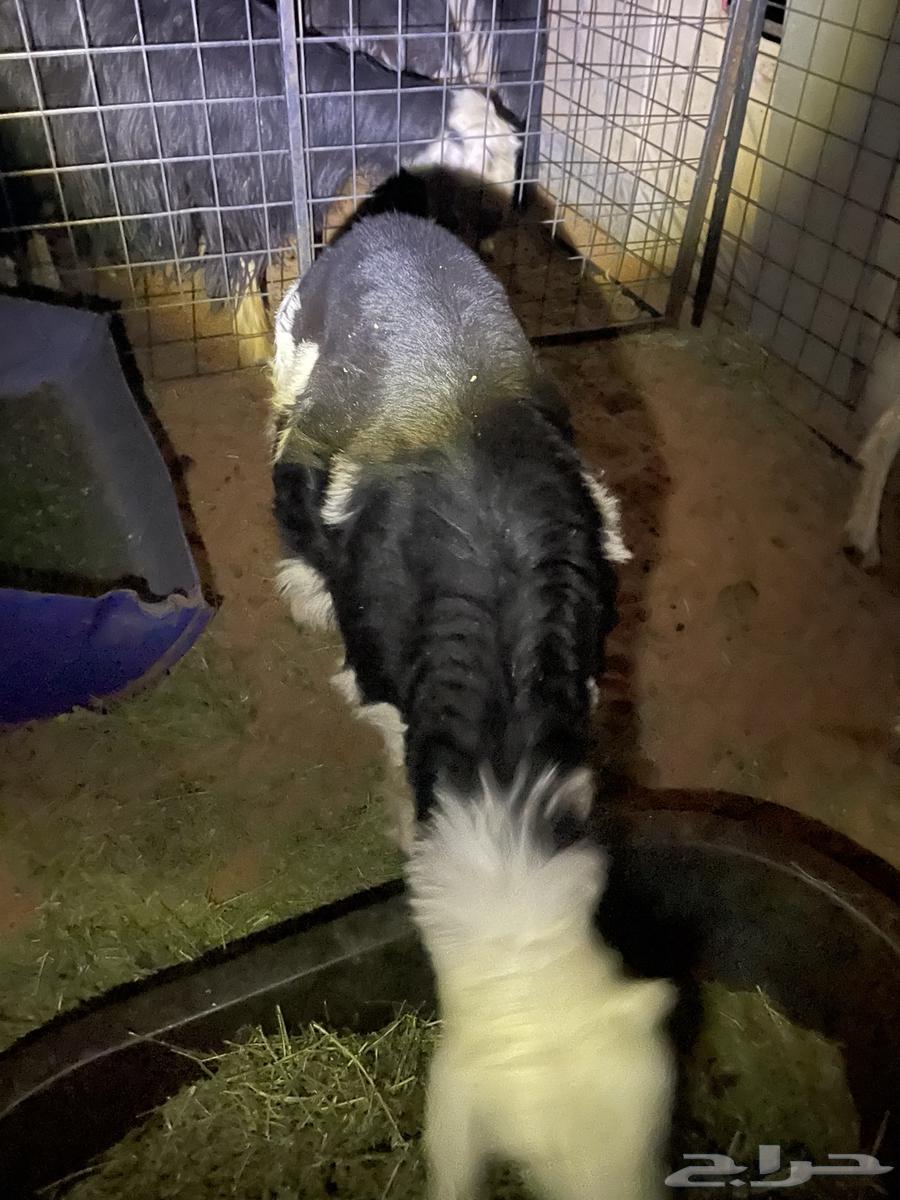 Najdi stallion, four months old, fat and sealed with fat64377914849026110