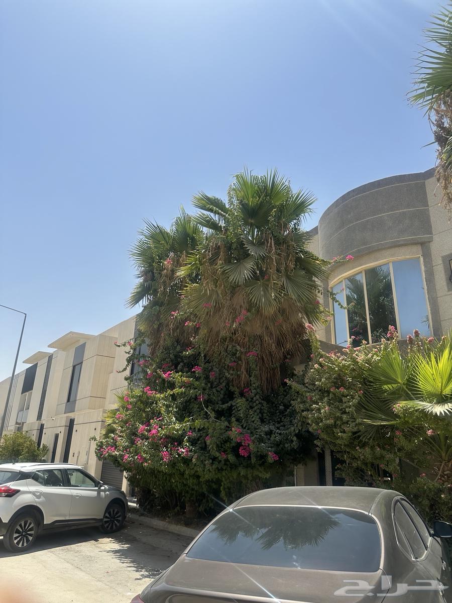 نخل شجر واشنطني64375678605442112