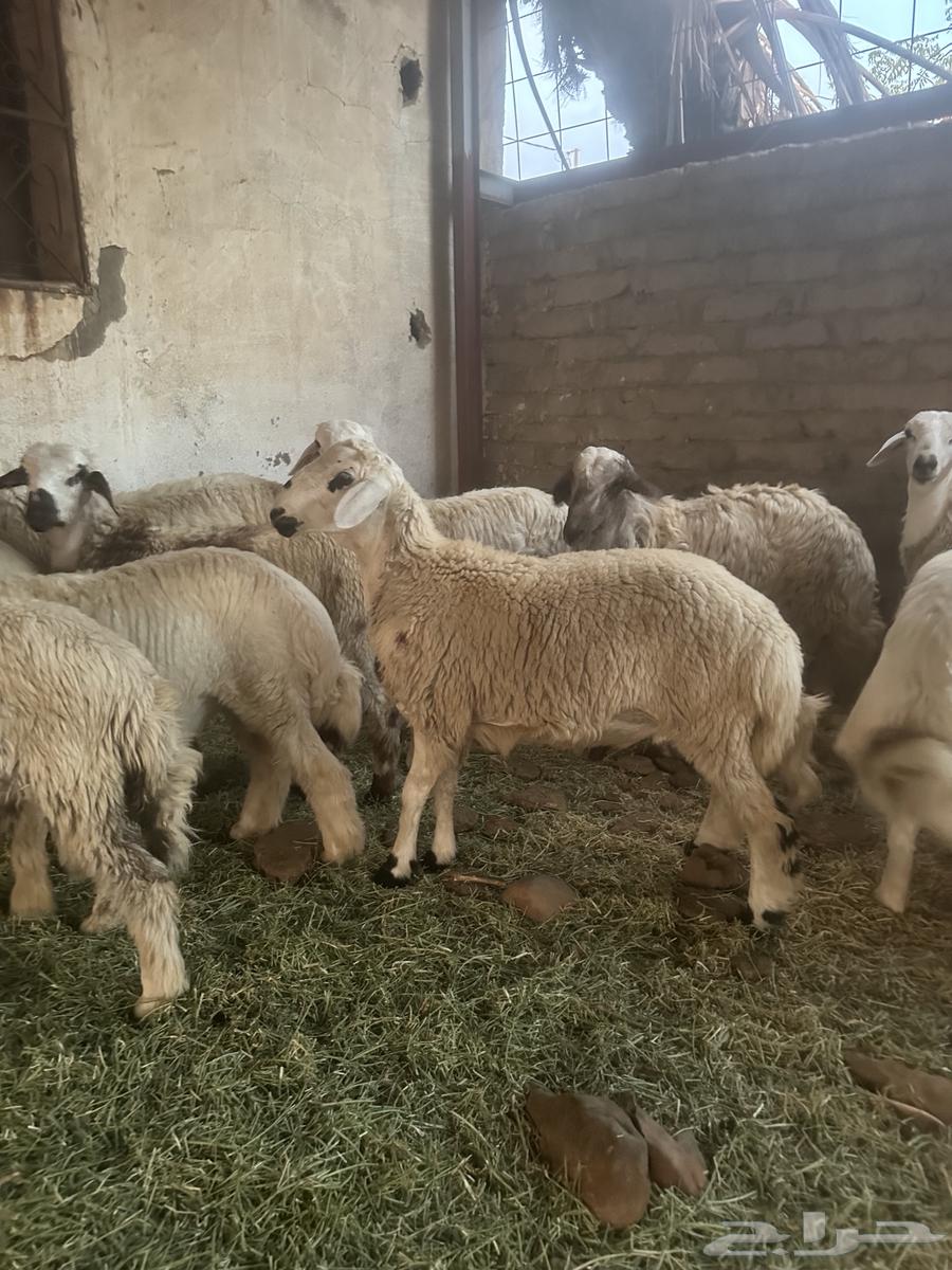 طليان للبيع جملة وتفريد64366879064321112