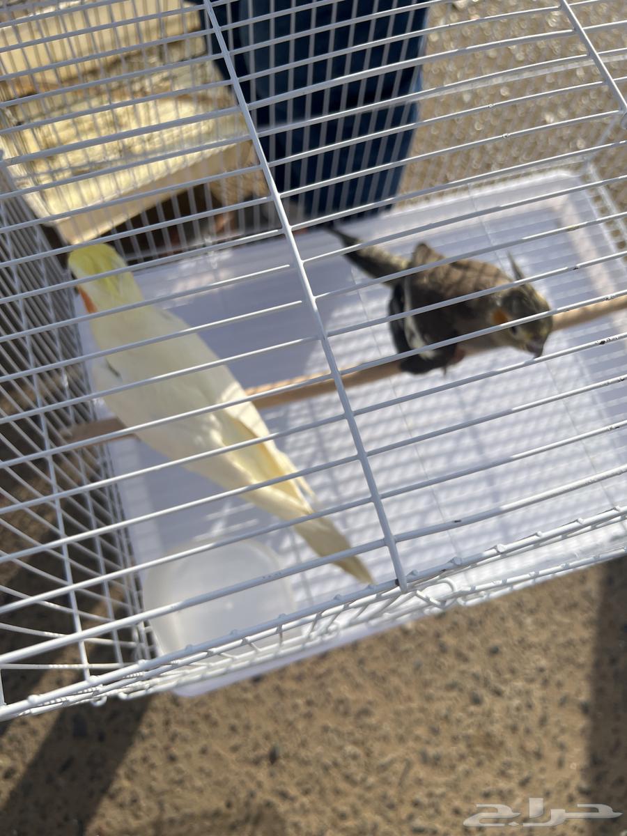 طيور كروان منتجه زوج64365439961091110