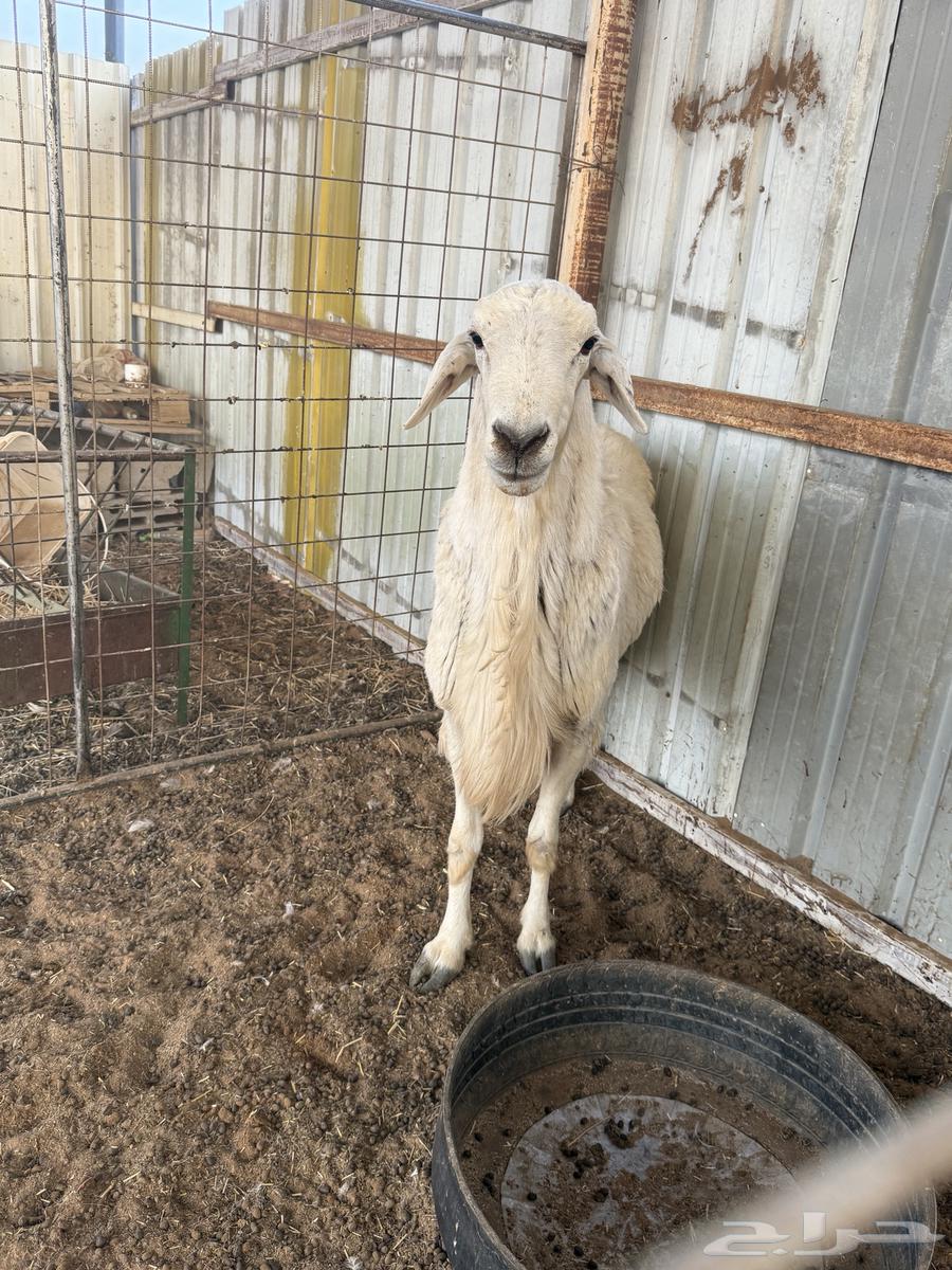 فحل حري صنف حرش64366893971074112