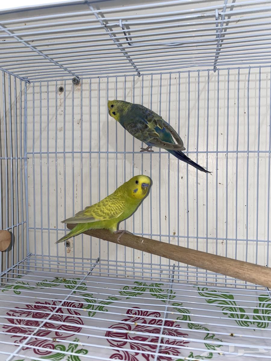 زوج بادجي جاهز مشروط للبيع64374451747713112