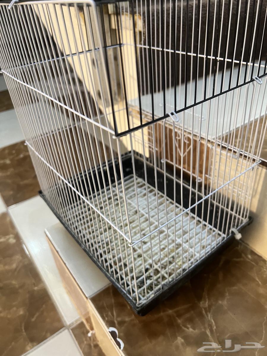 للبيع 400 معا قفصين معا حقت اكال 4 حقت ما 4 خوك64369937560705111