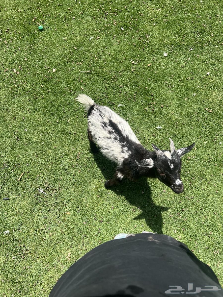 تيس قزم للبيع64363980885761110