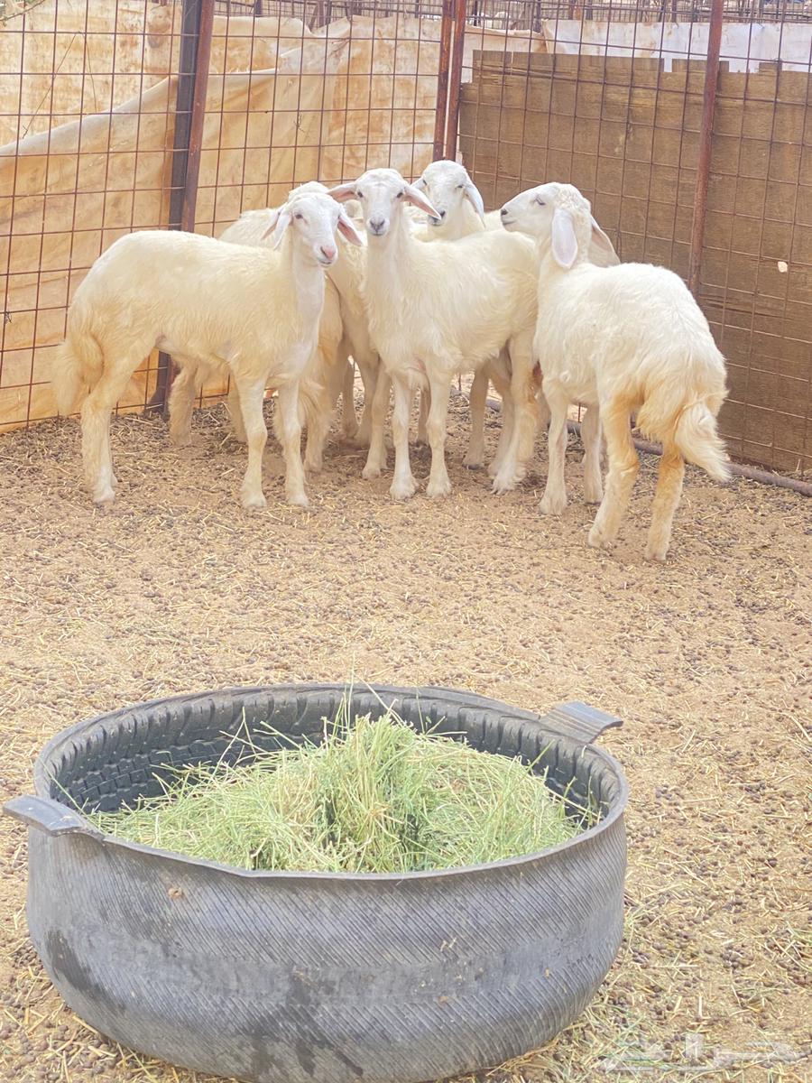 Hello, I present to you Rahal Teyba issue number 664372668024322114