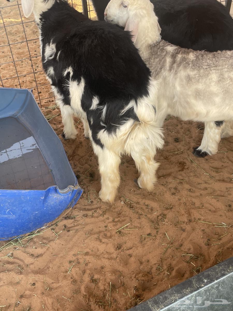 Najdi stallion, four months old, fat and sealed with fat64377914849026114