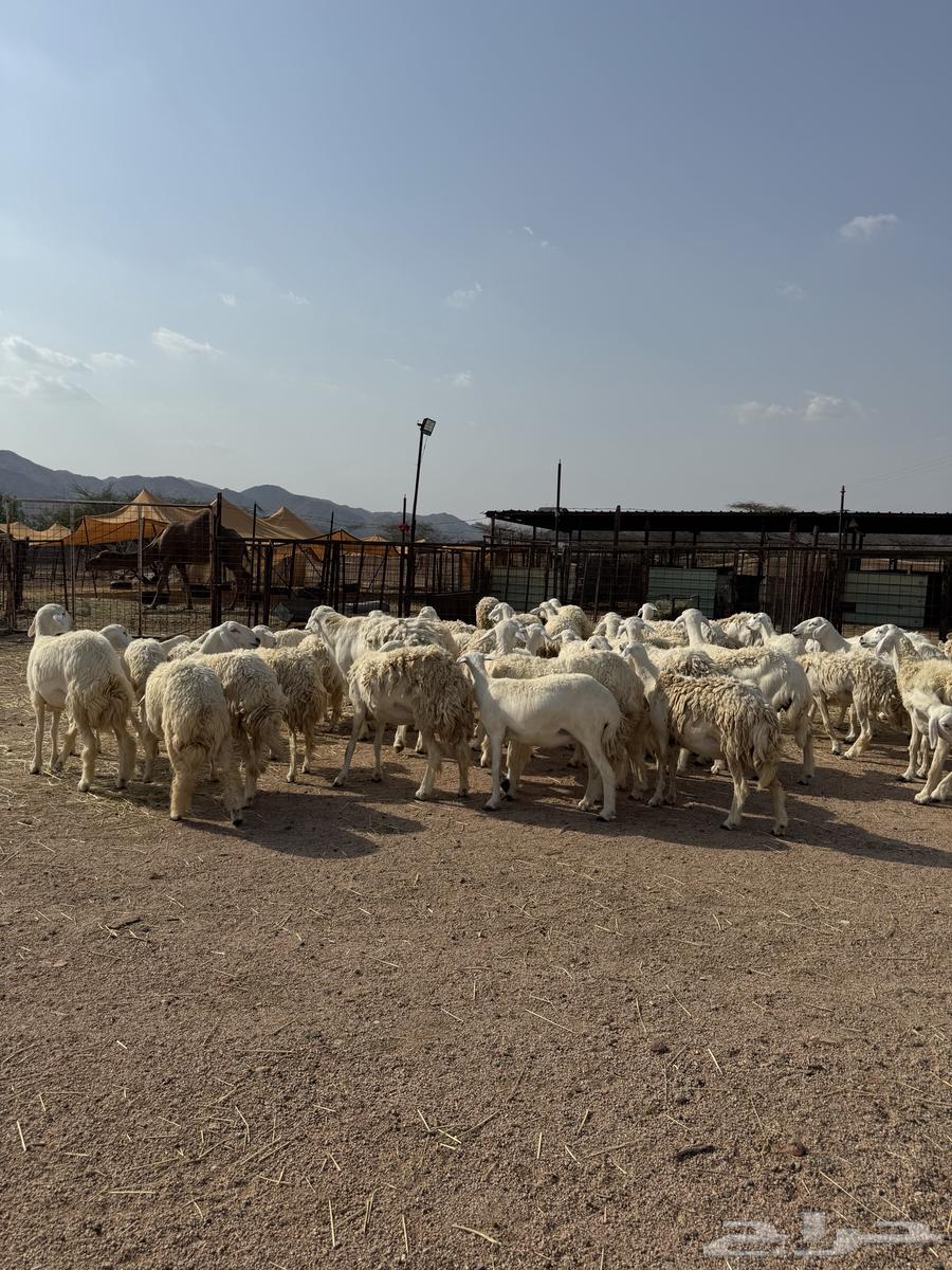 رخال حريات صنف ودفيع64373462715649112