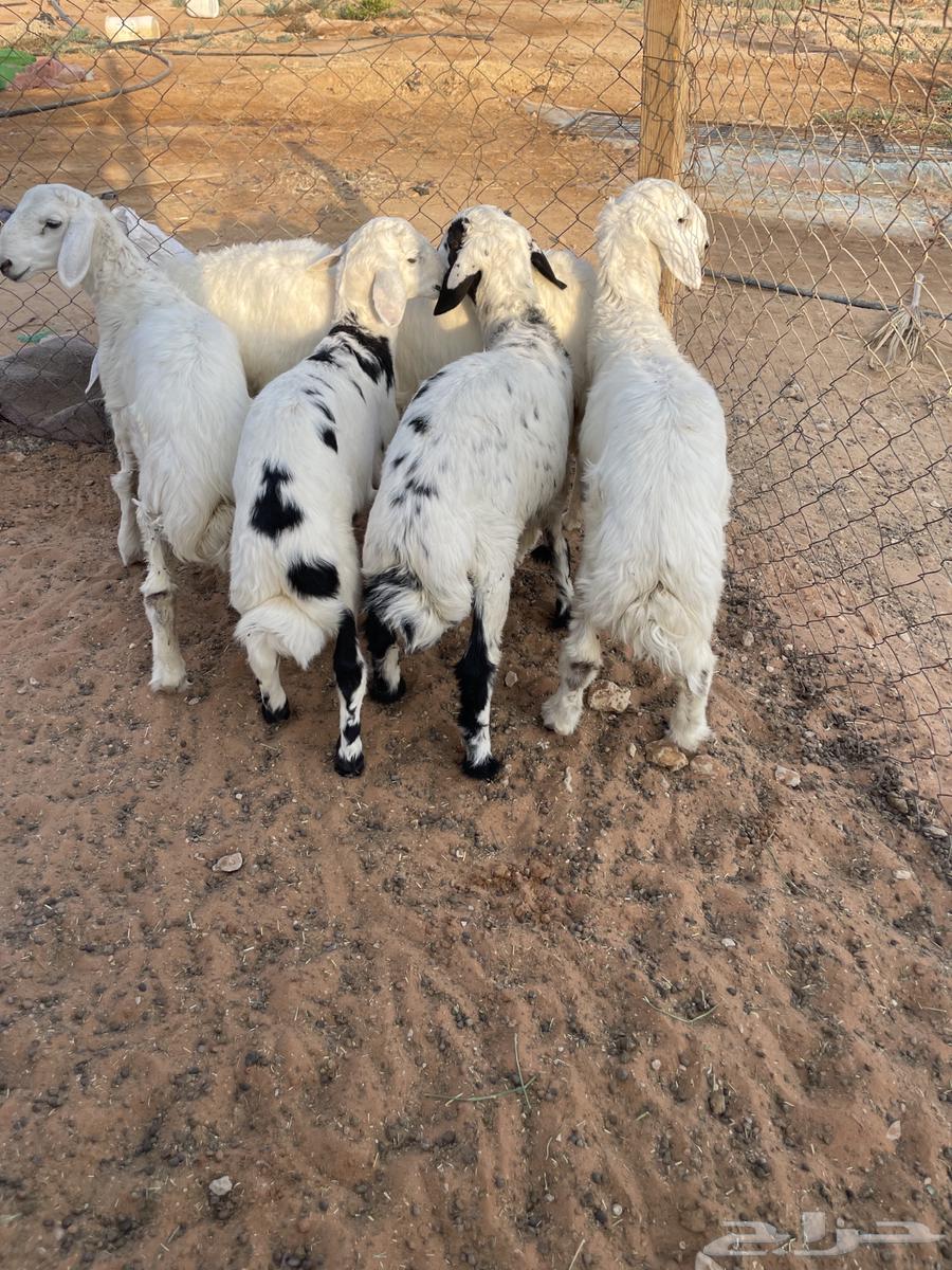 For sale, four sheep, two rakhil64371263733762111