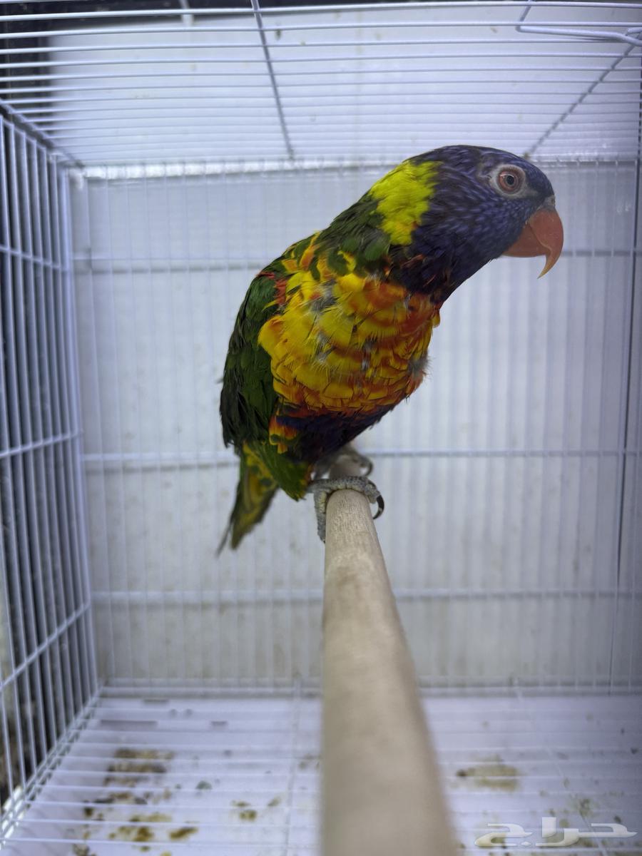 متوفر اجوز لوري جاهزين لانتاج64372623880578110