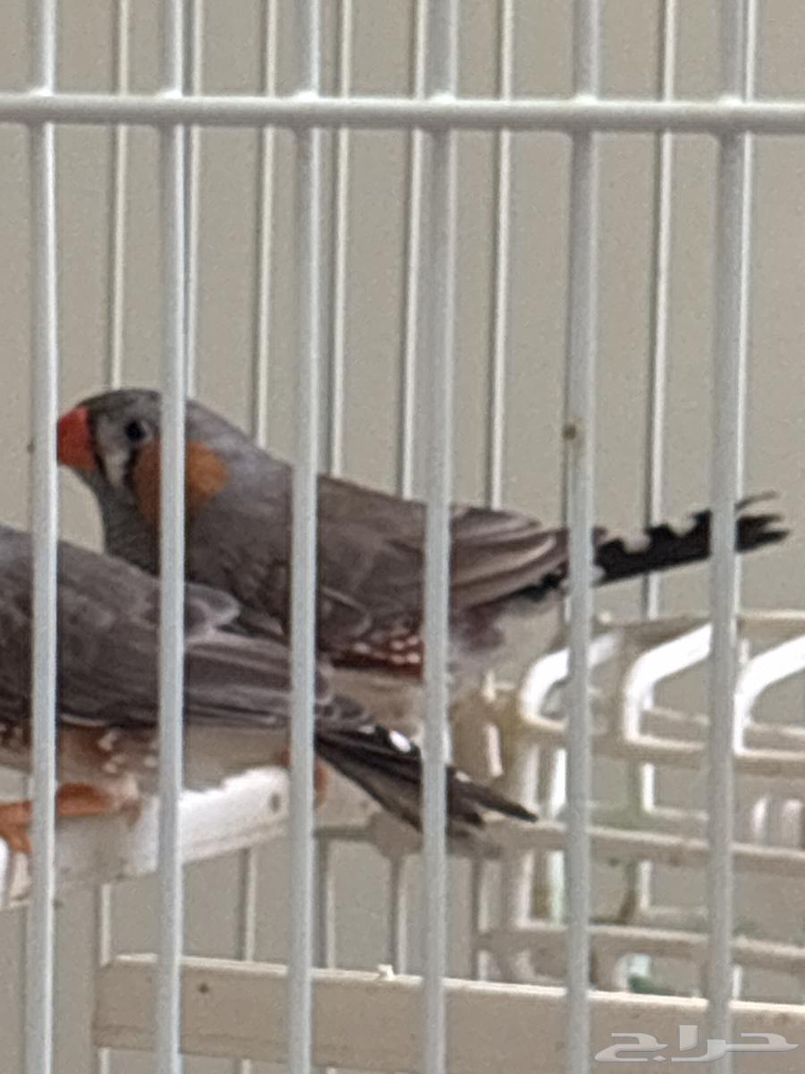 زيبرا اذكاره 264370453540483110