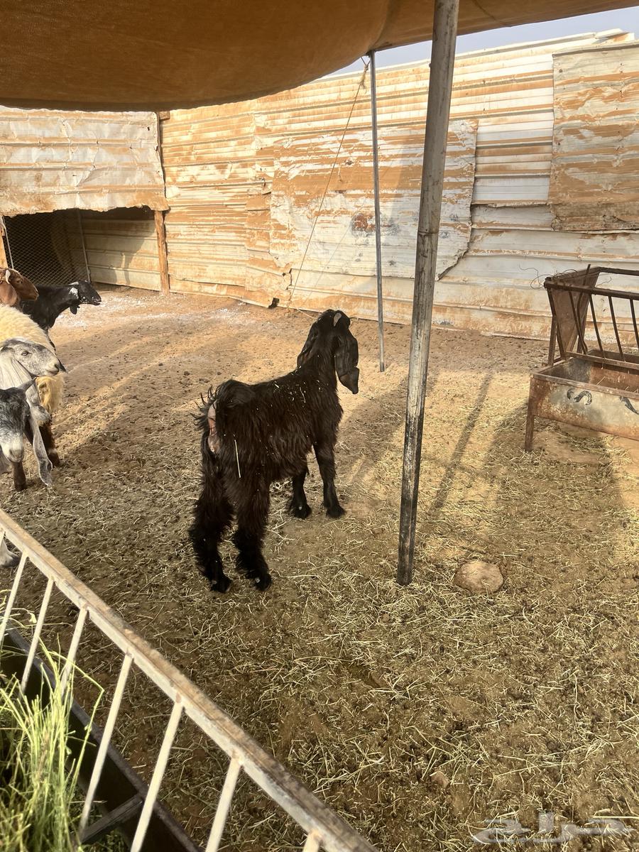 جفره عمرها من خمسه شهور ونص الى سته شهور64375141142659111