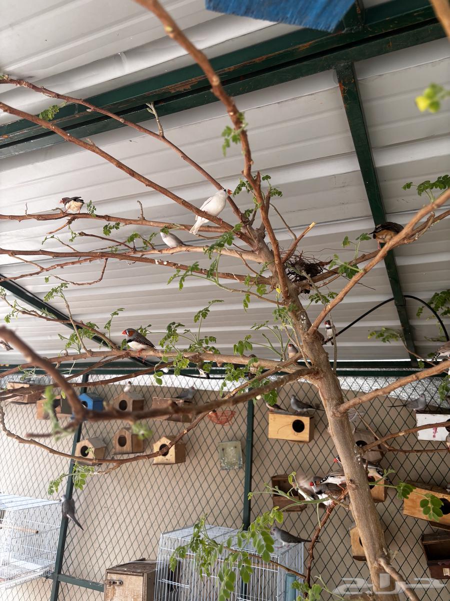 طيور زيبرا64369718734851114