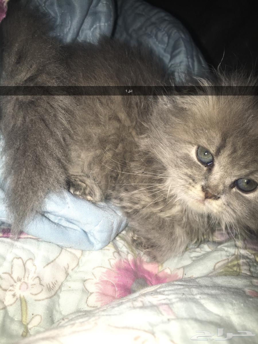 قطط سكوتش فولد بيور64378164208899110