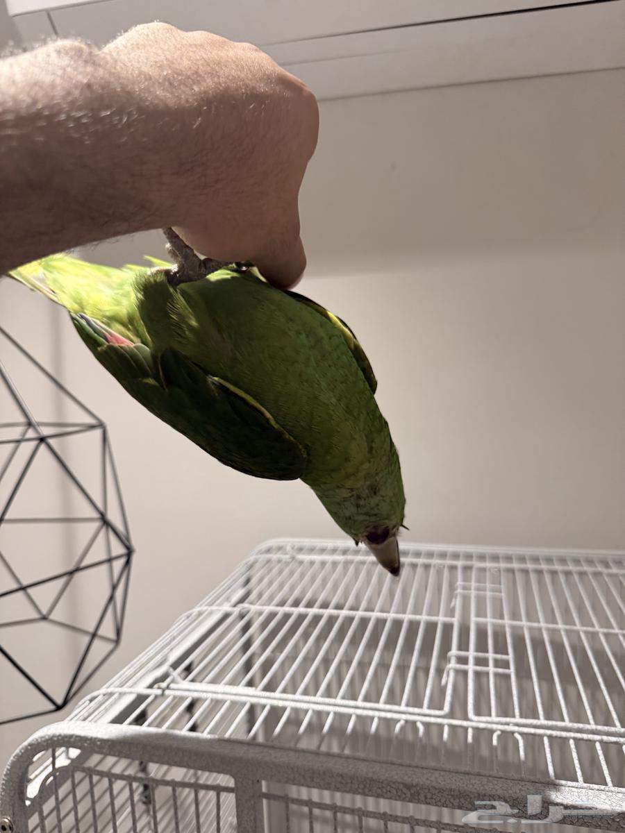 فرخ يلوناب بيور متكلم64363204388993114