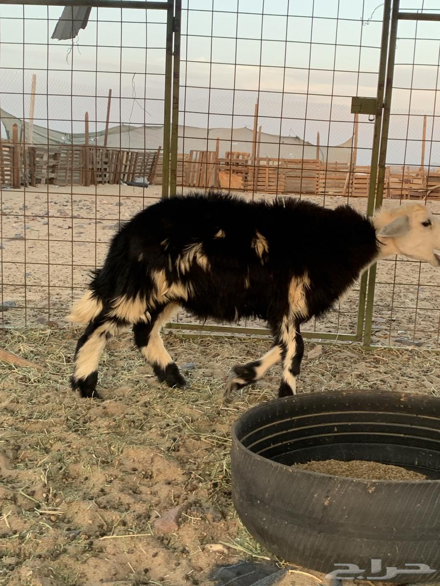 طلي نجدي64372828202242112