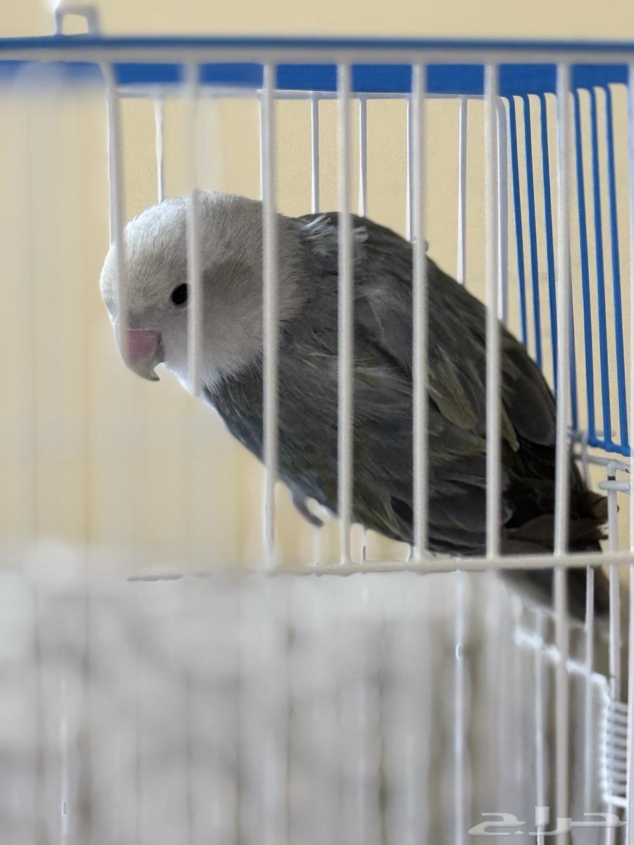 روز ذكر العمر 5 شهور64366775897986112