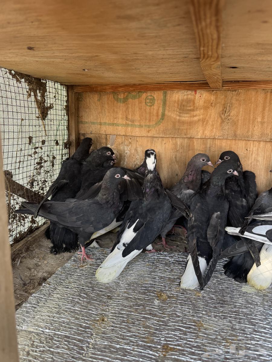 حمام قطيفي64373595497219113