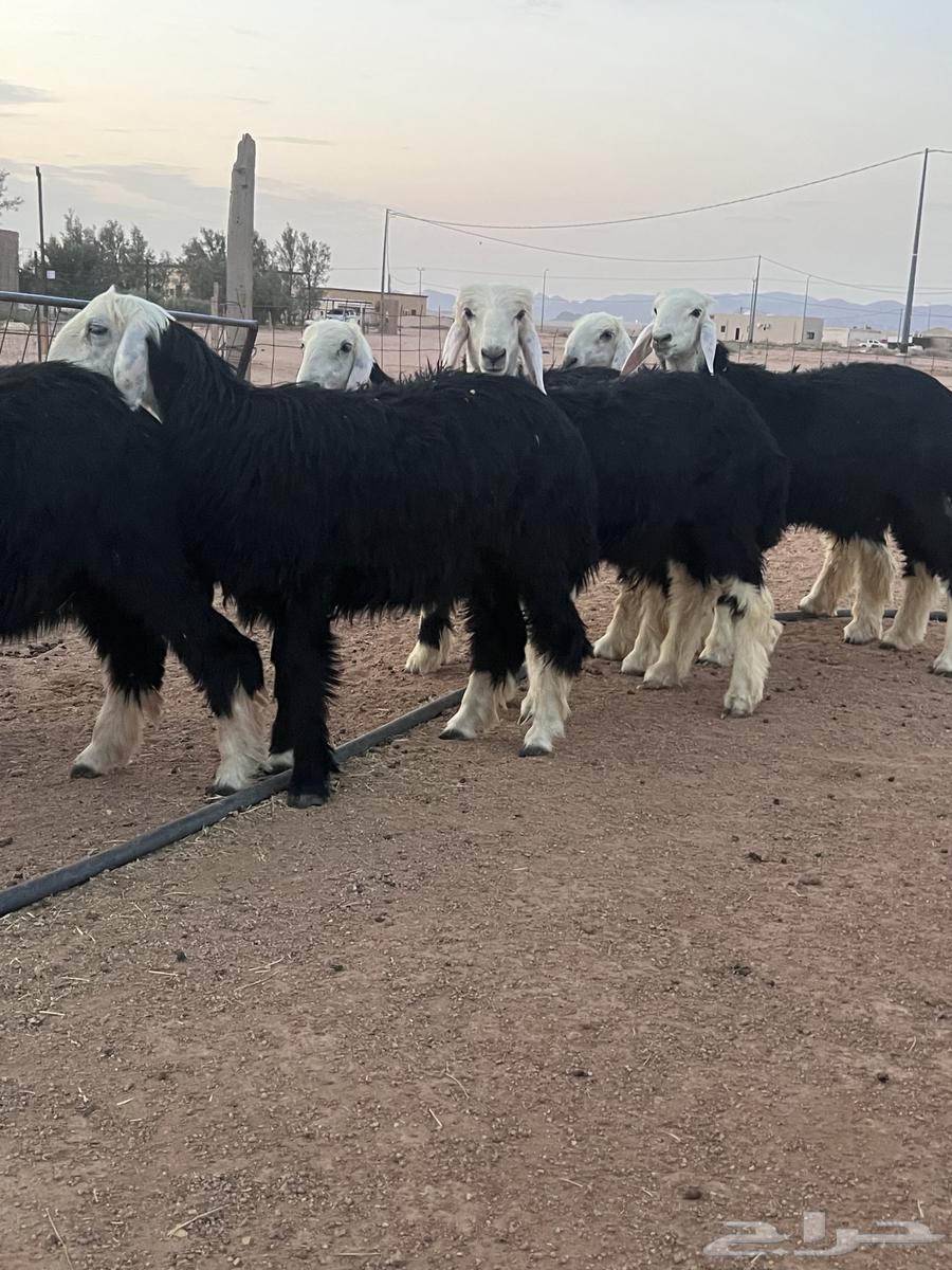 رخال نجد للبيع64363279426435110