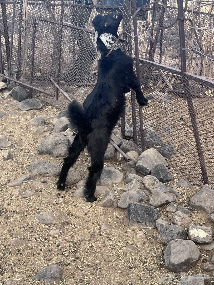 تيوس للبيع64371365067009110