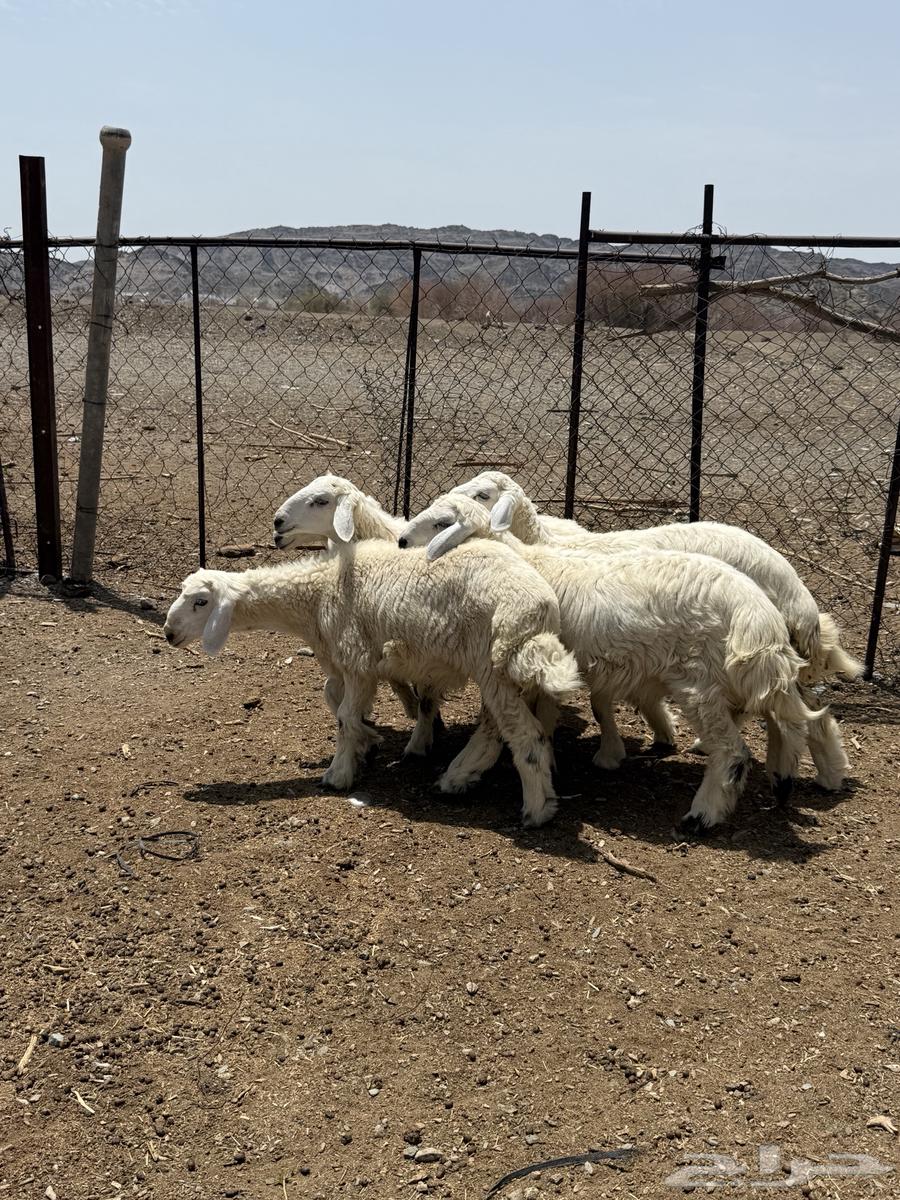 للبيع 5 طليان من انتاج المرح64367493660034112