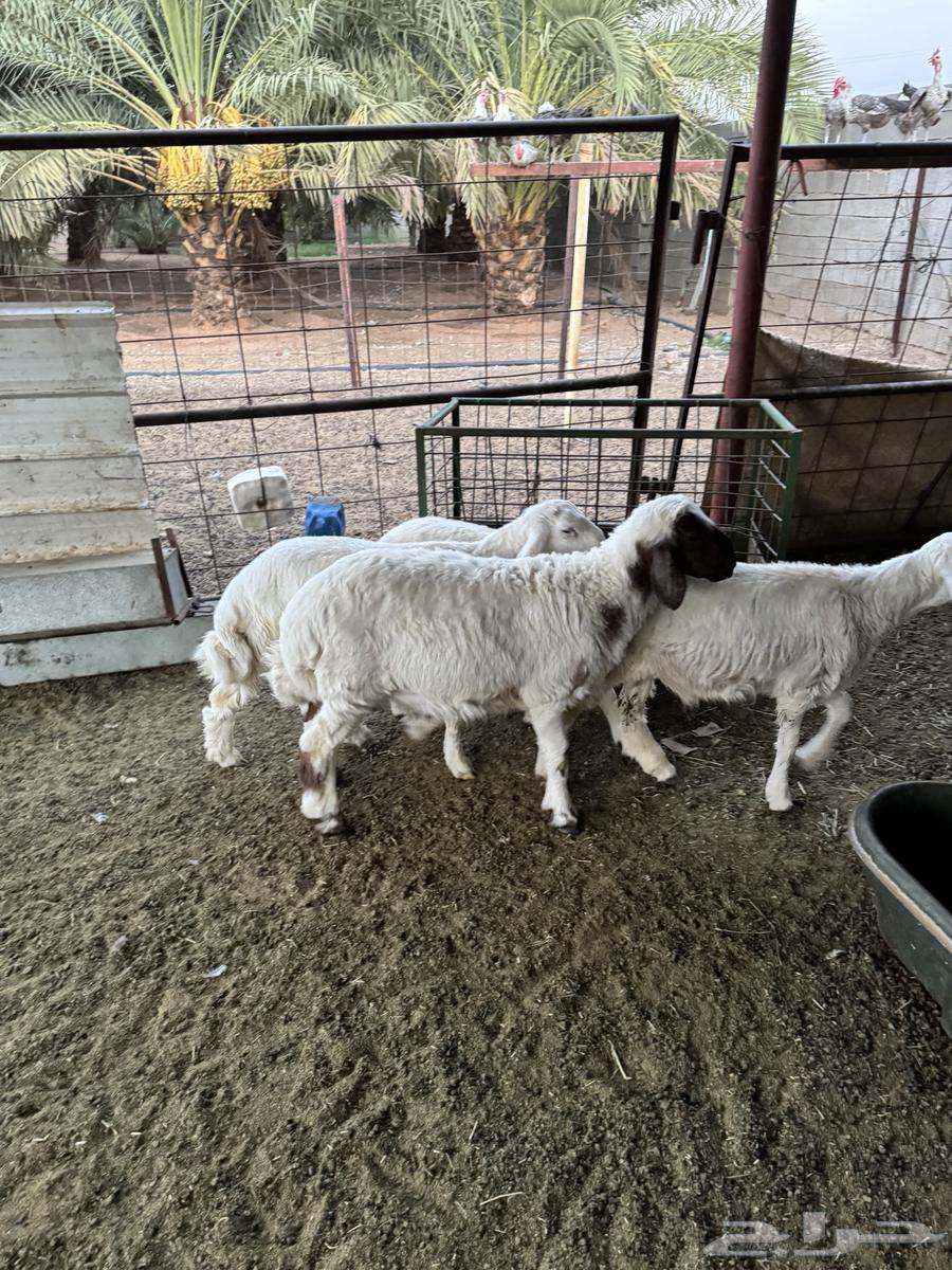 Tayebat Sheep64375274145026111