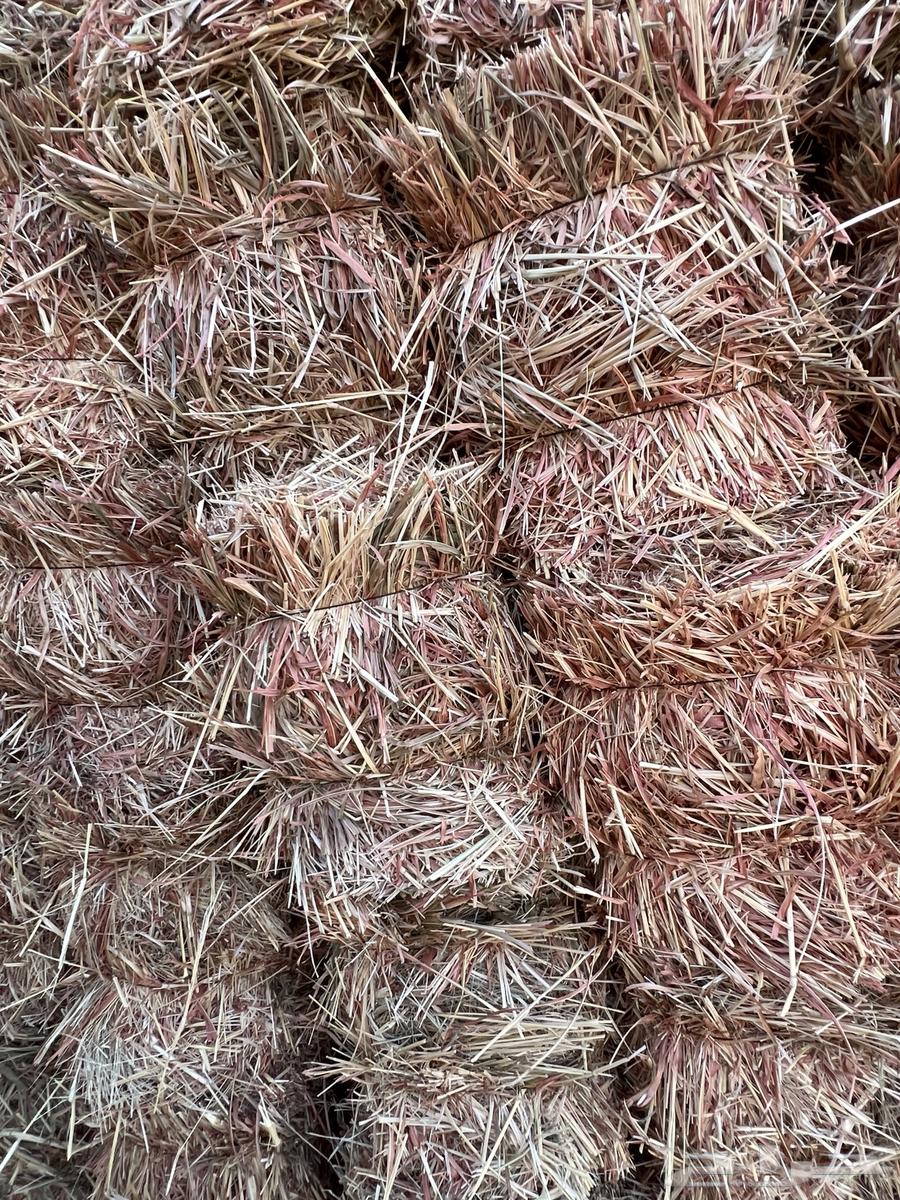 Red Jizani Dates with Leaves64371759472131110