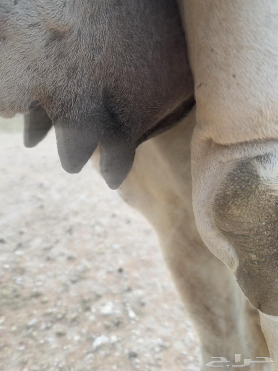 خلفة هديه حليب مسكر64367537422467112