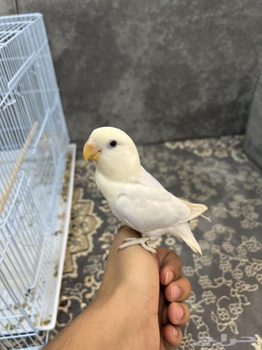 فرخ روز العدد264368441219969110