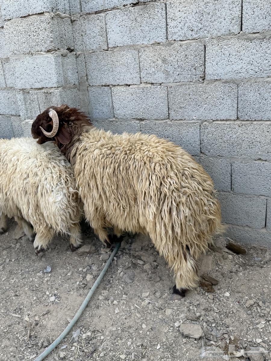 طليان نعيم جبر ناهي كناور64374304632066111