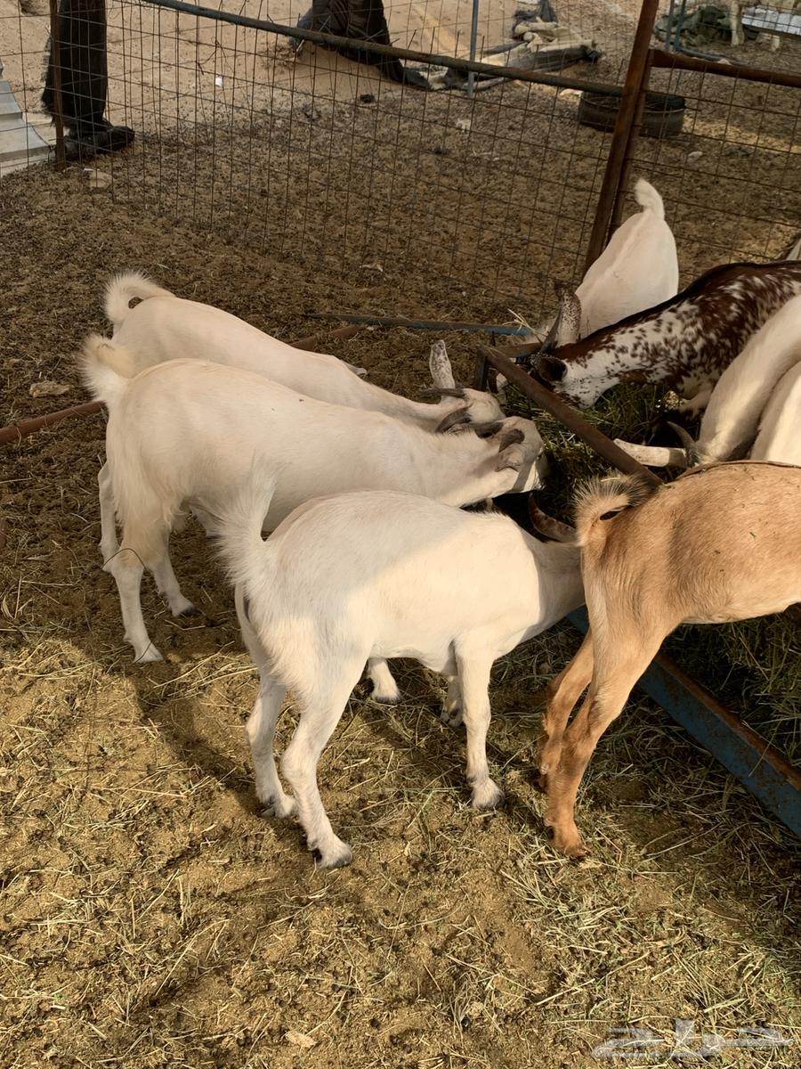 تيوس بلدي64376229818242111