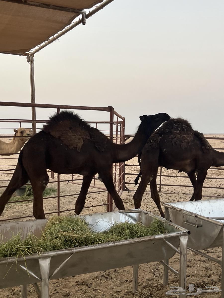 قعدان مجاهيم للبيع64373639684611110