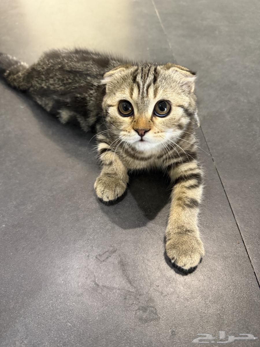 Kitten Scotch64366953069570111