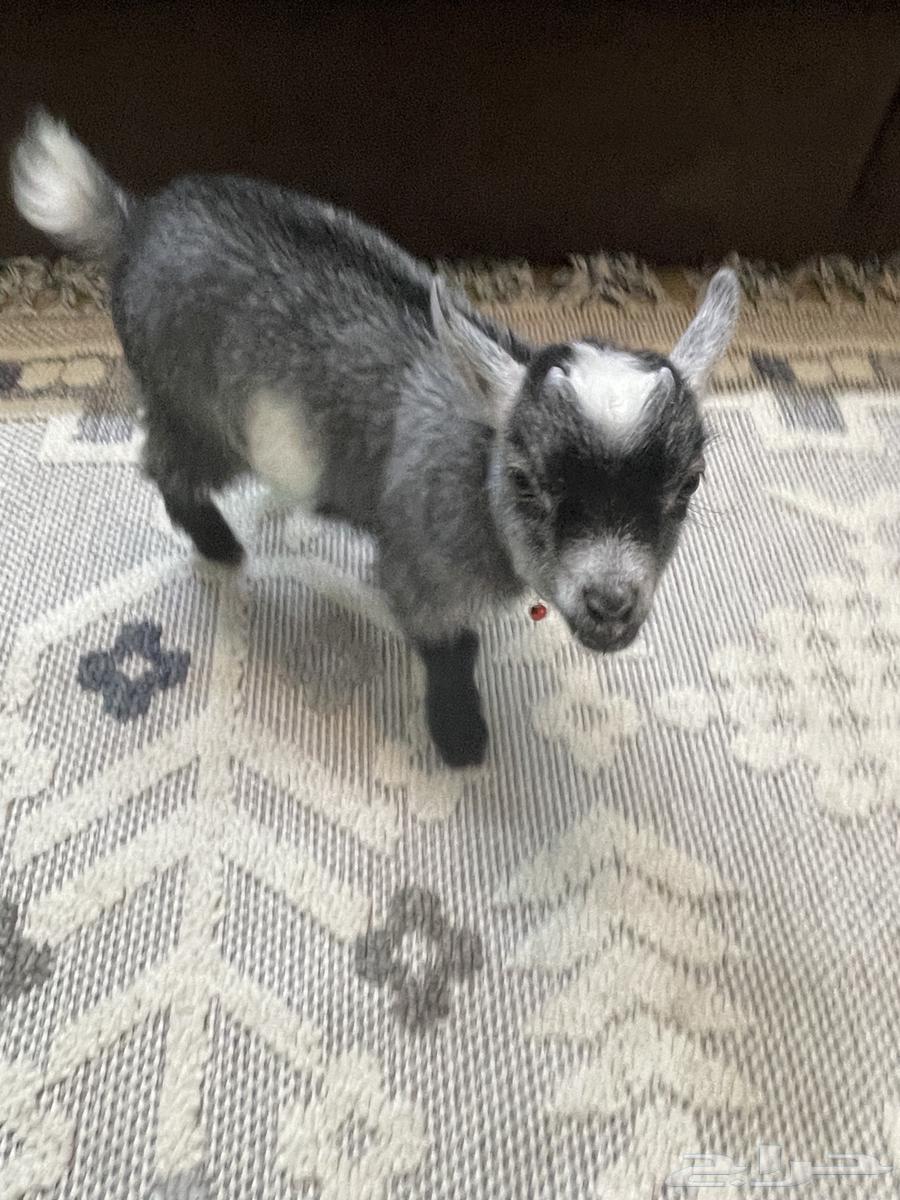 تيس قزم للبيع64371759453569111