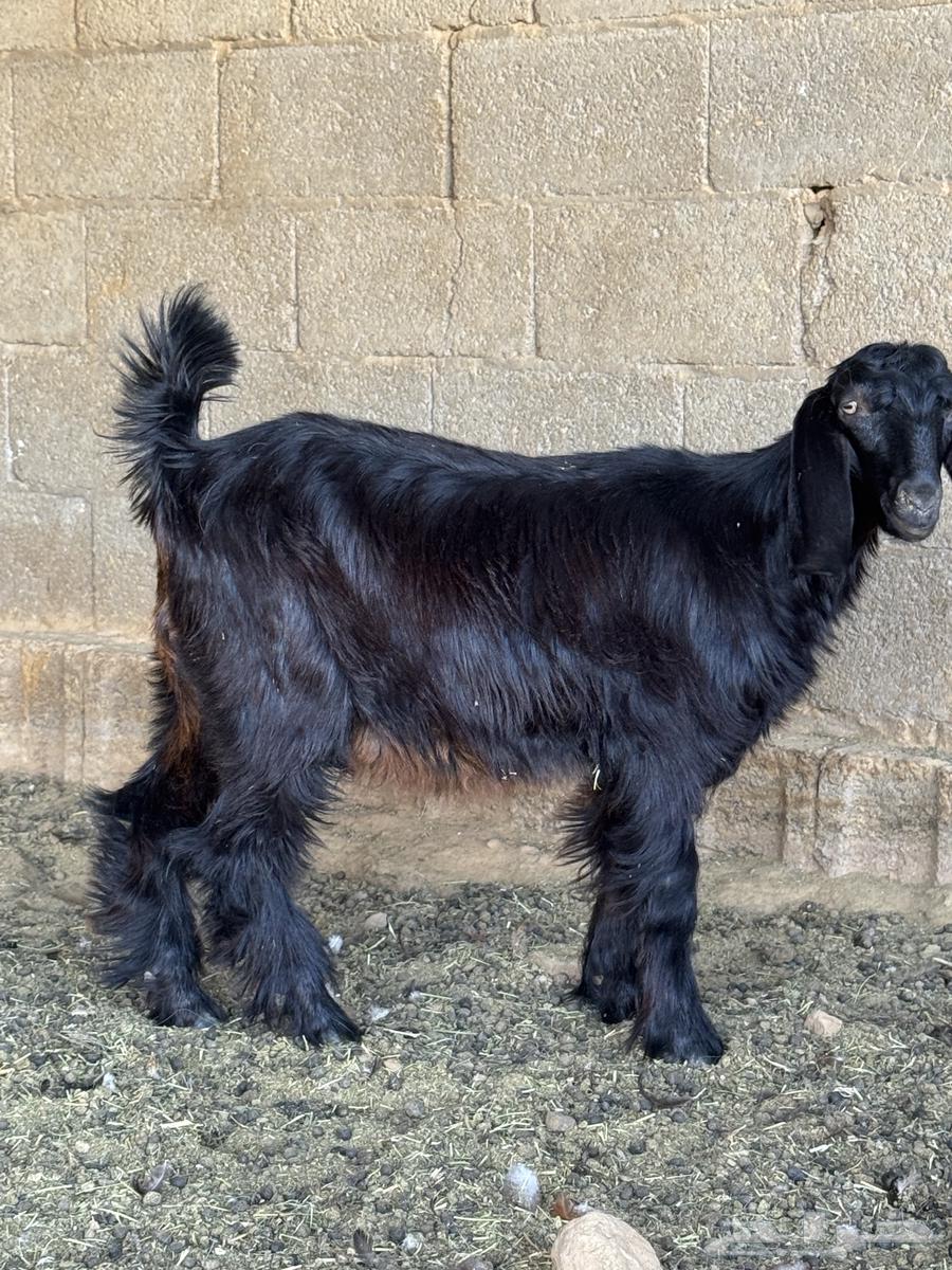 خروف وتيس مخصي للبيع64371016375810111