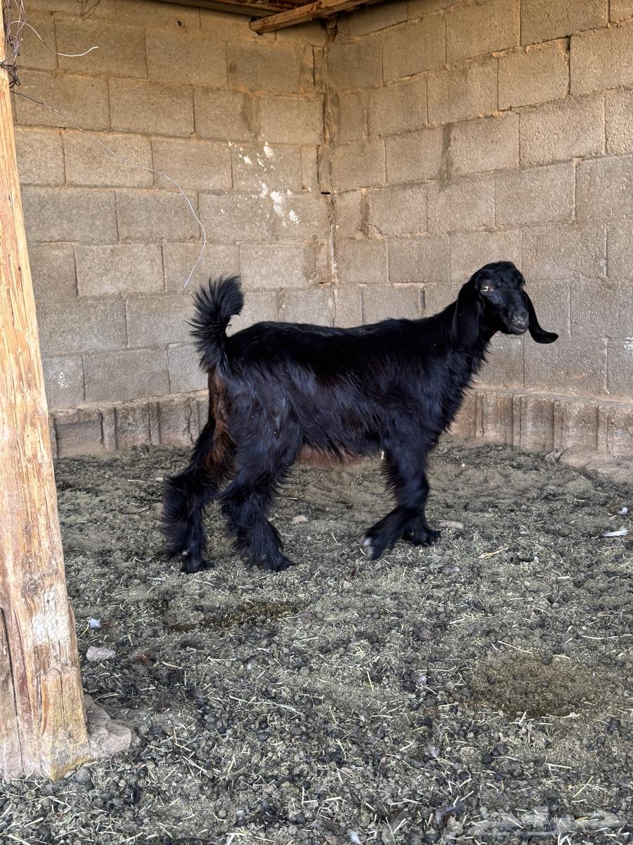 خروف وتيس مخصي للبيع64371016375810110