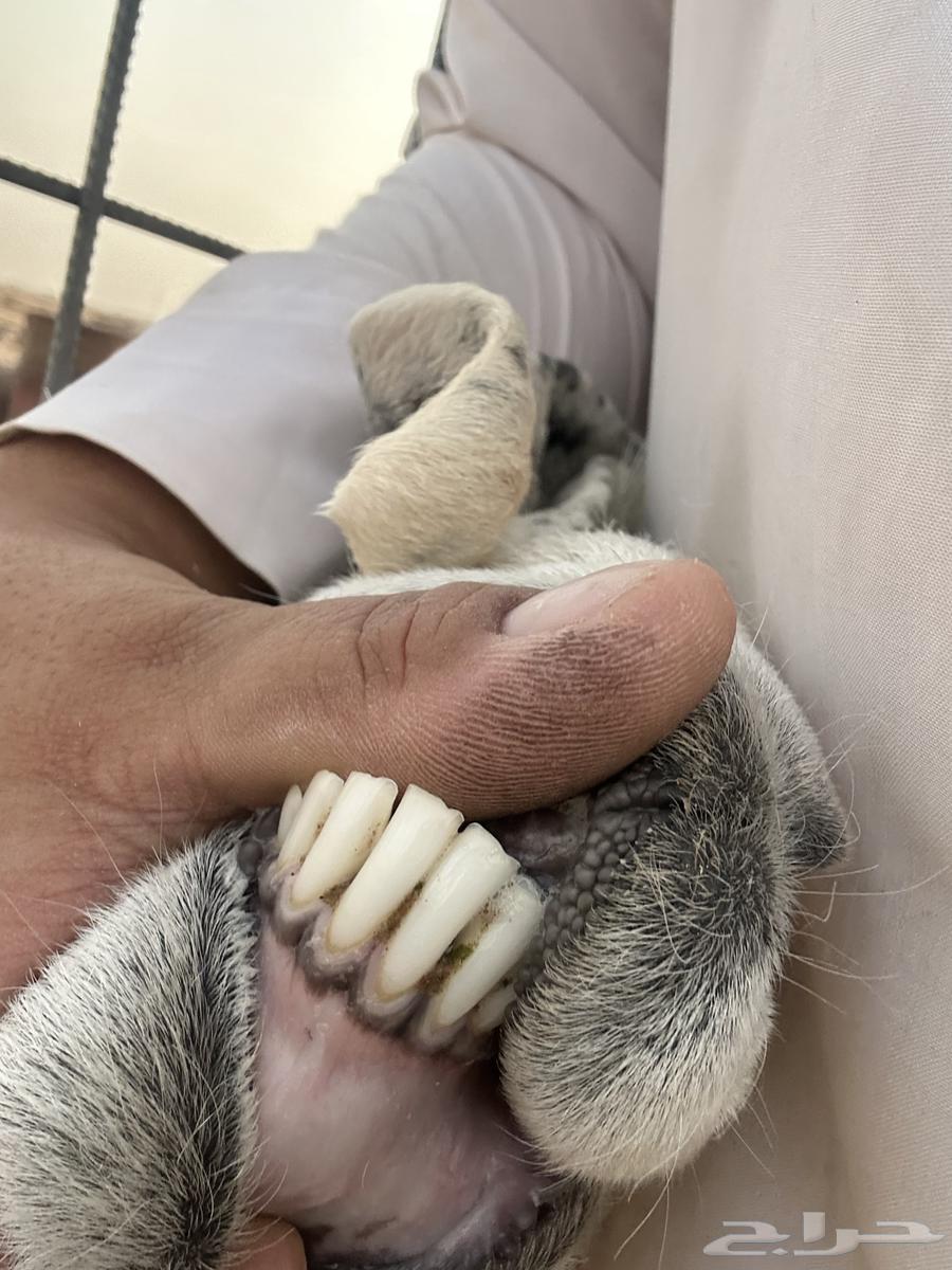 عنز حايل64373418360834111