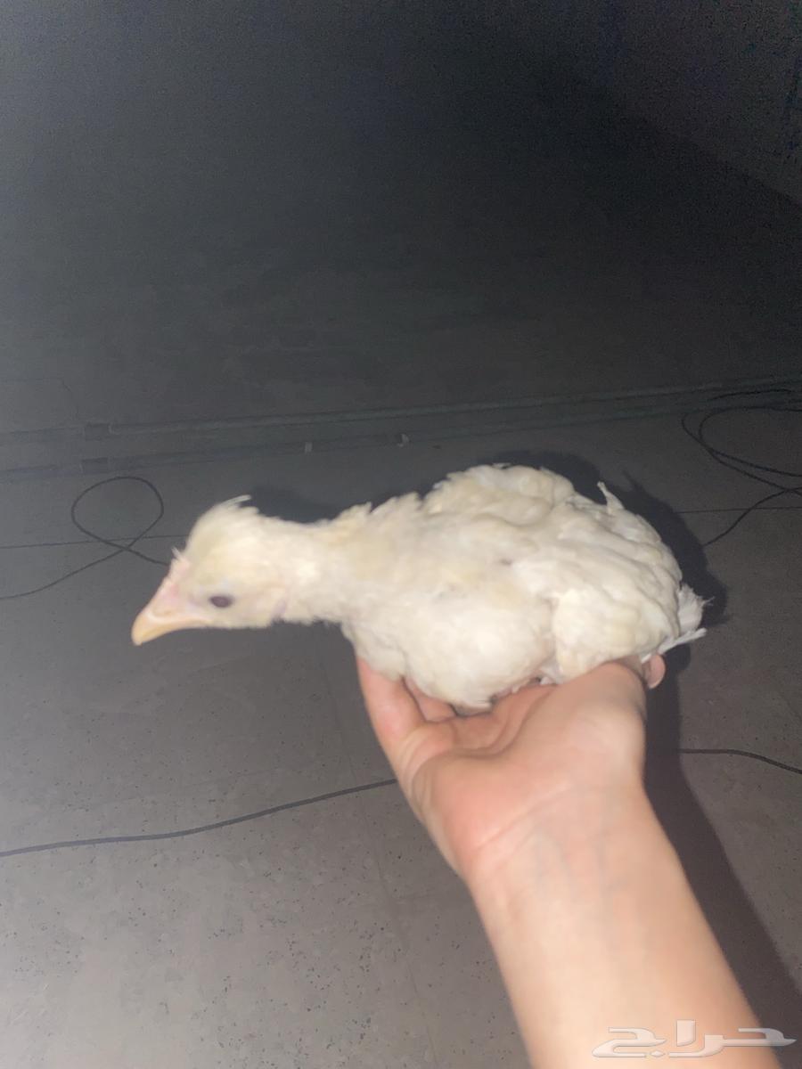 كتاكيت للبيع64372609119873110