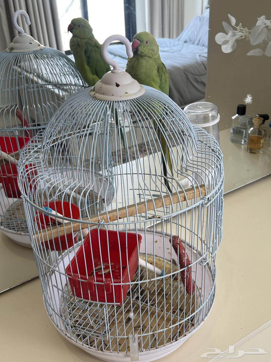 ببغاء دره متكلم64367697989378111