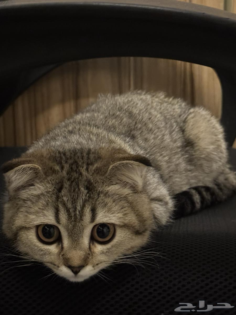 Scottish Fold Kitten64375798290689112