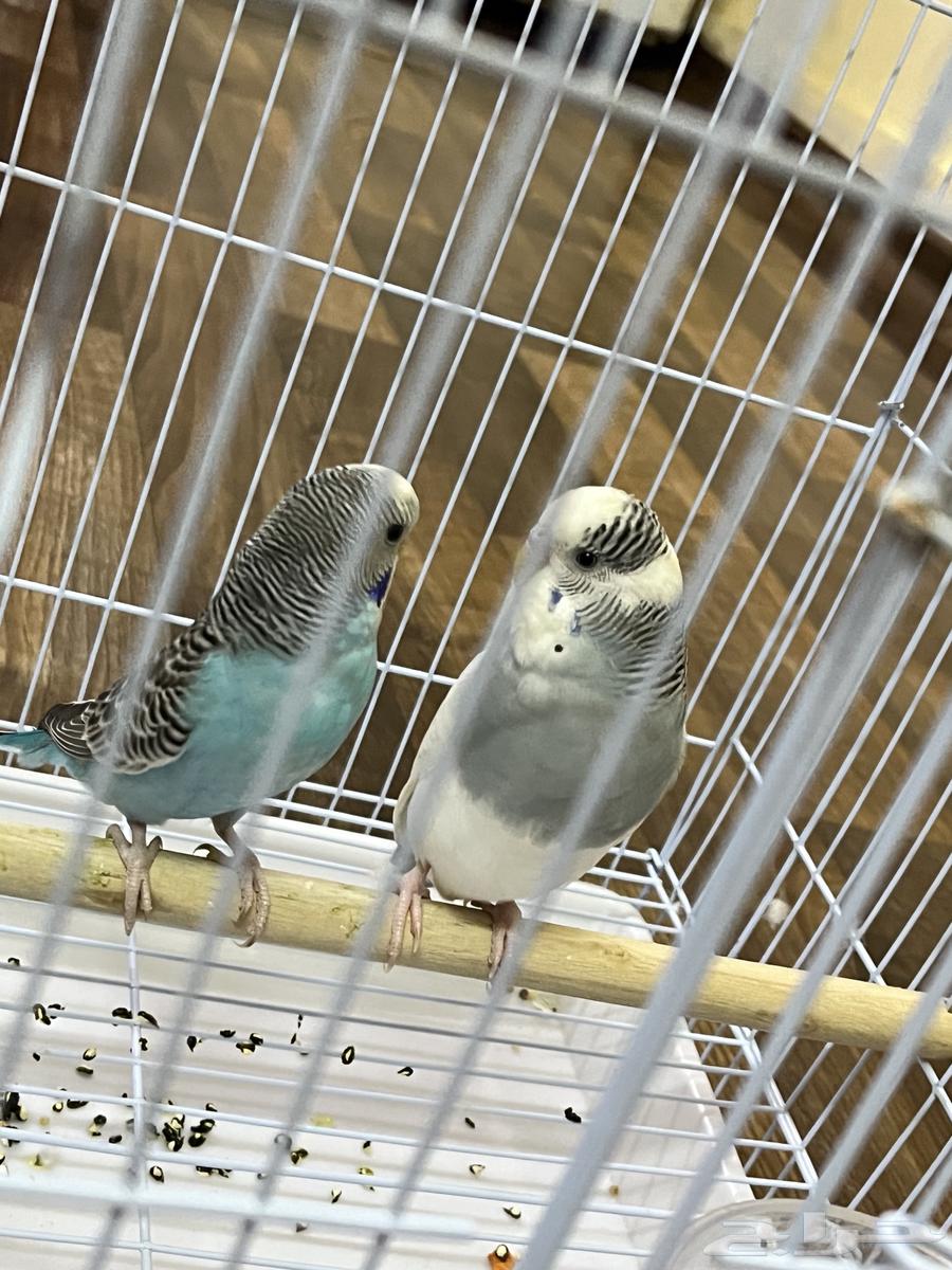 للبيع عصافير هنولدي64370182386306113