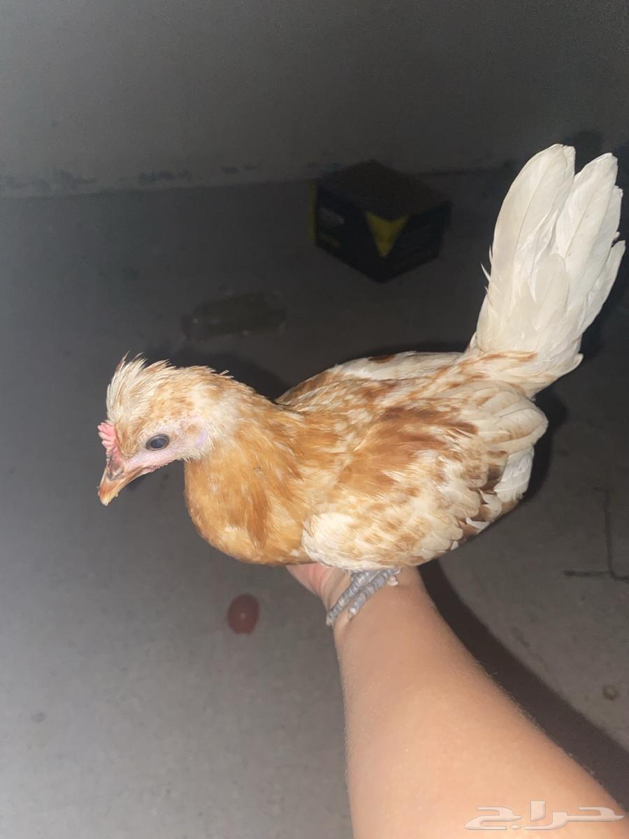 كتاكيت للبيع64372609119873111