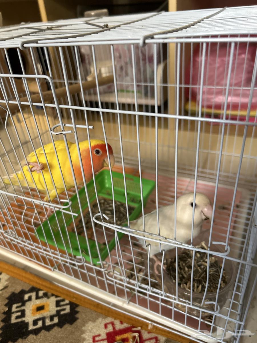 White and blue bird pair64367799441665112