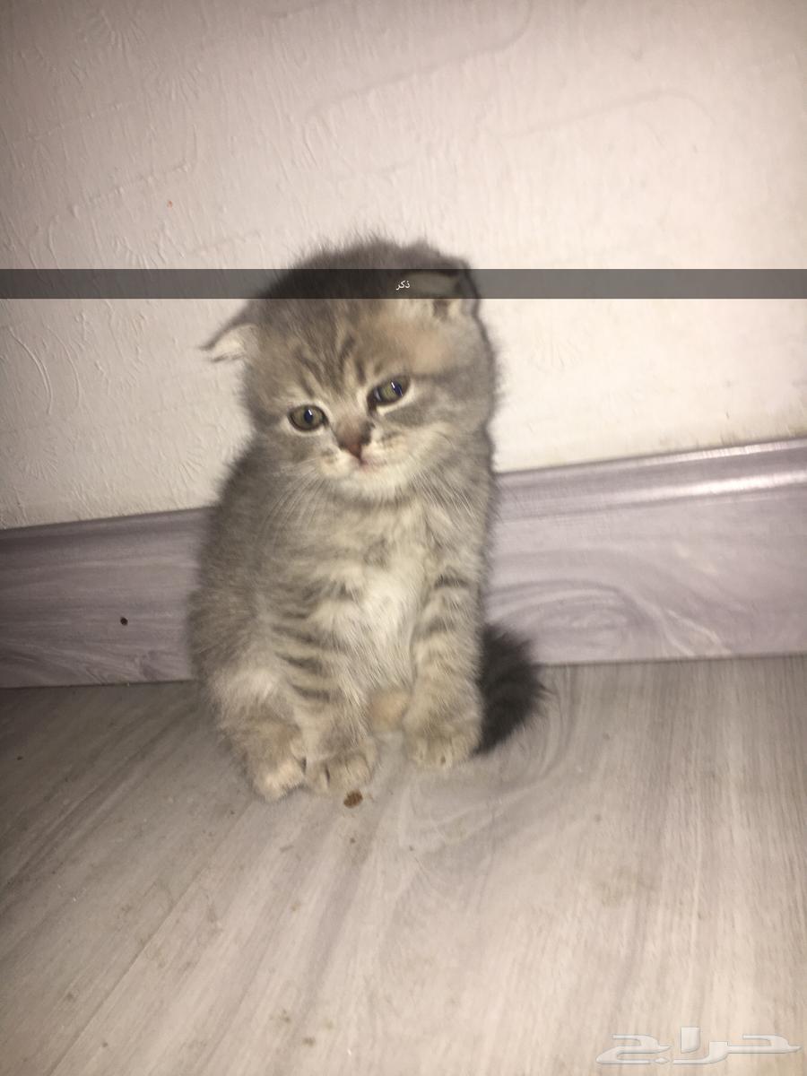 قطط سكوتش فولد بيور64378164208899112