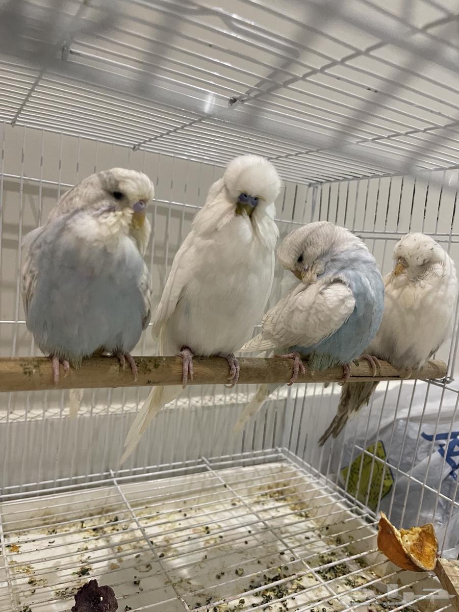 جوز إنجليزي معاه فرخين بعمر ثلاث شهور64364595736066111