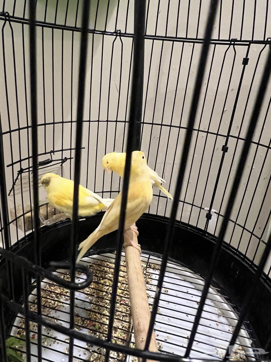 Canary64374568870146110