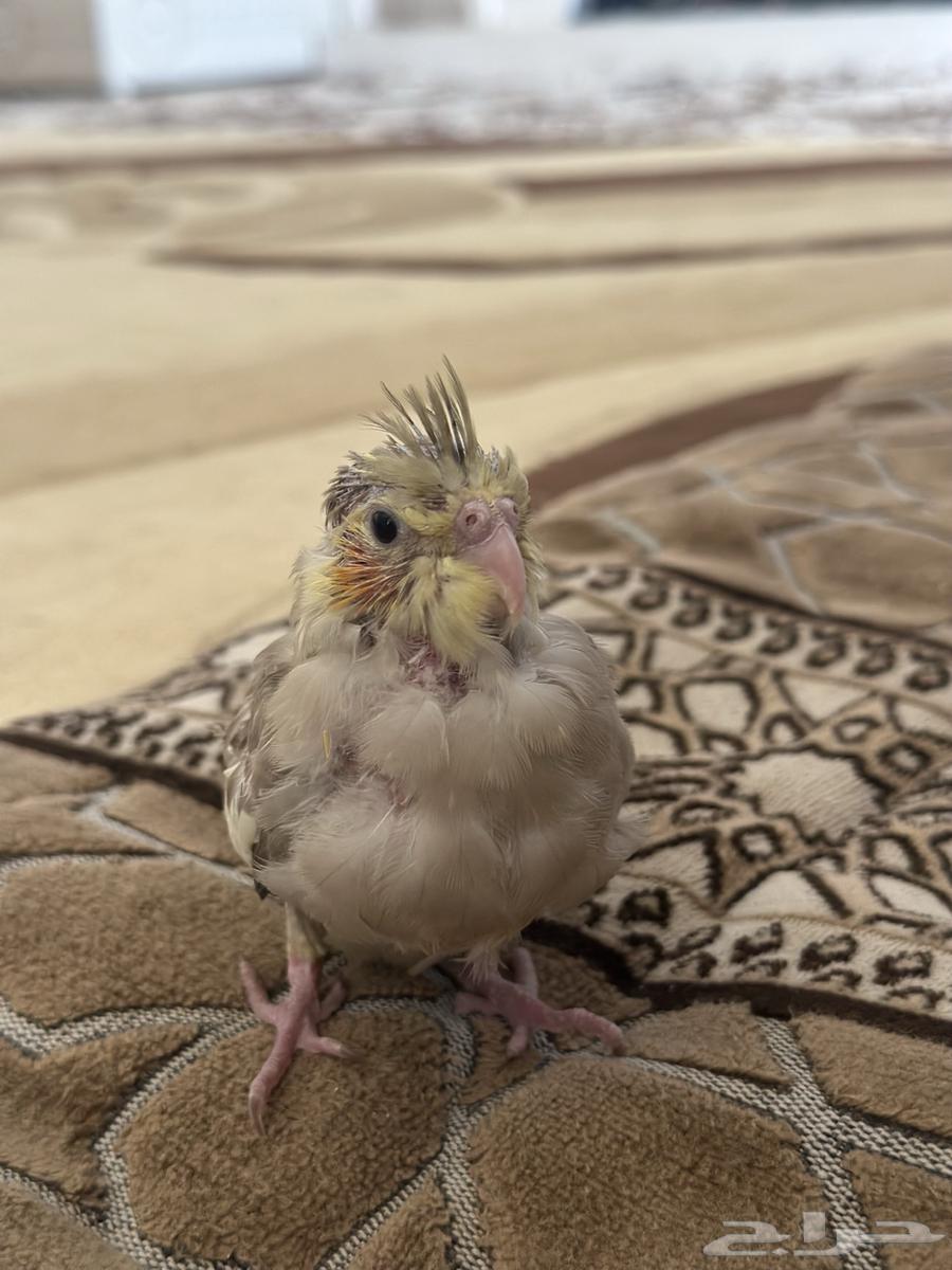 Farakr Al-Karawan64368441242883111