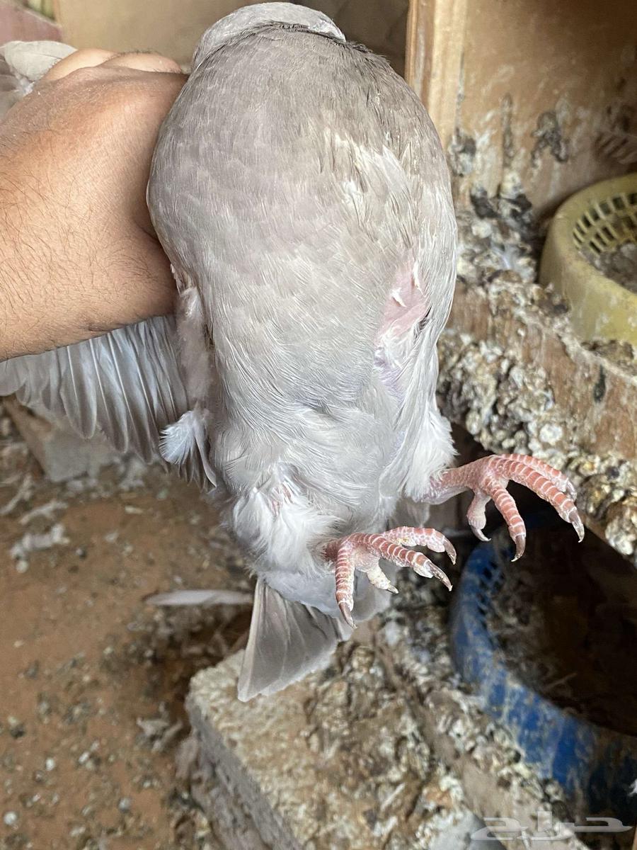 6 ازواج للبيع فروخ فرنسي ملكي وفروخ سلفر64372594223233110