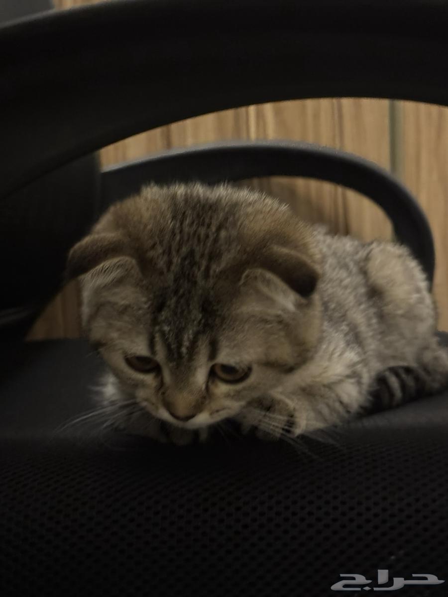 Scottish Fold Kitten64375798290689111