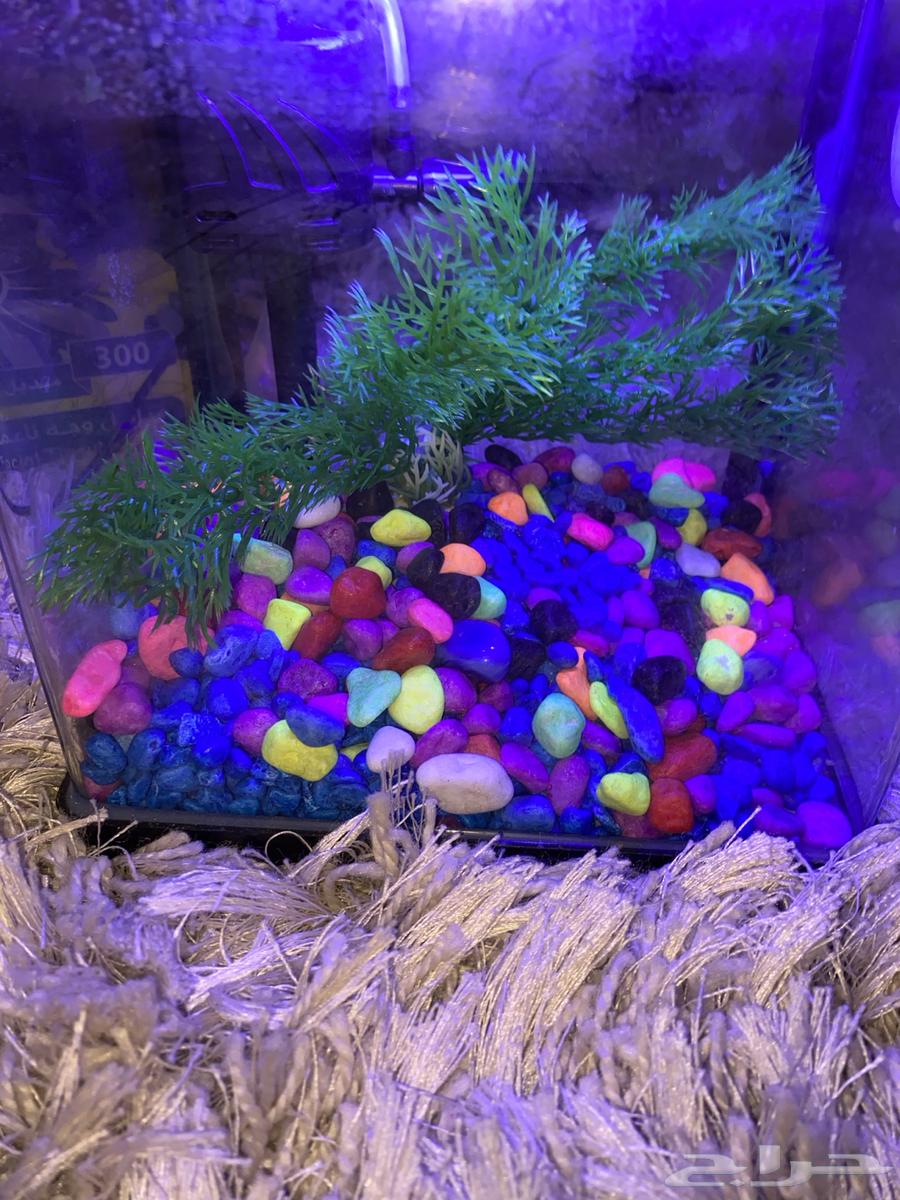 حوض سمك64366967457923112