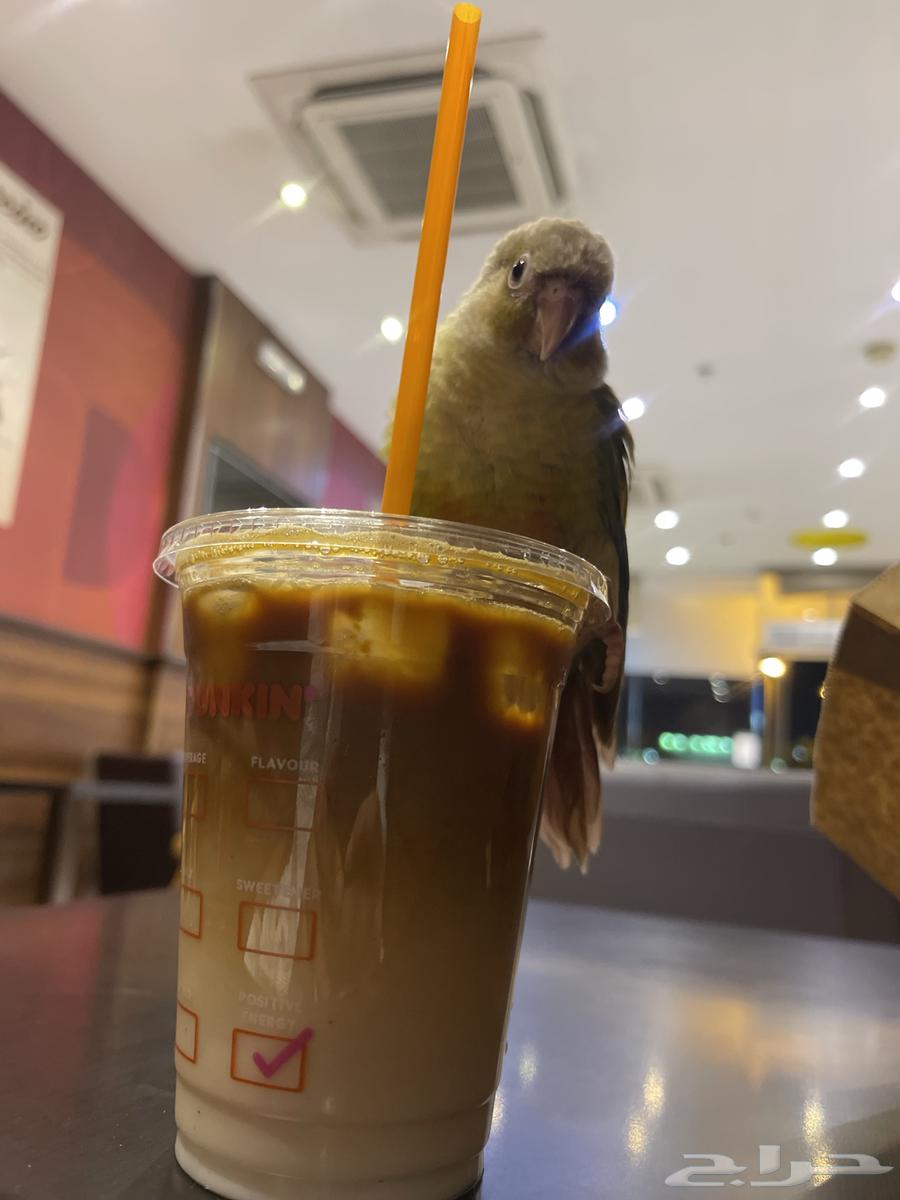 تم البيع كنيور اناناس هدد خارجي64371074574851110